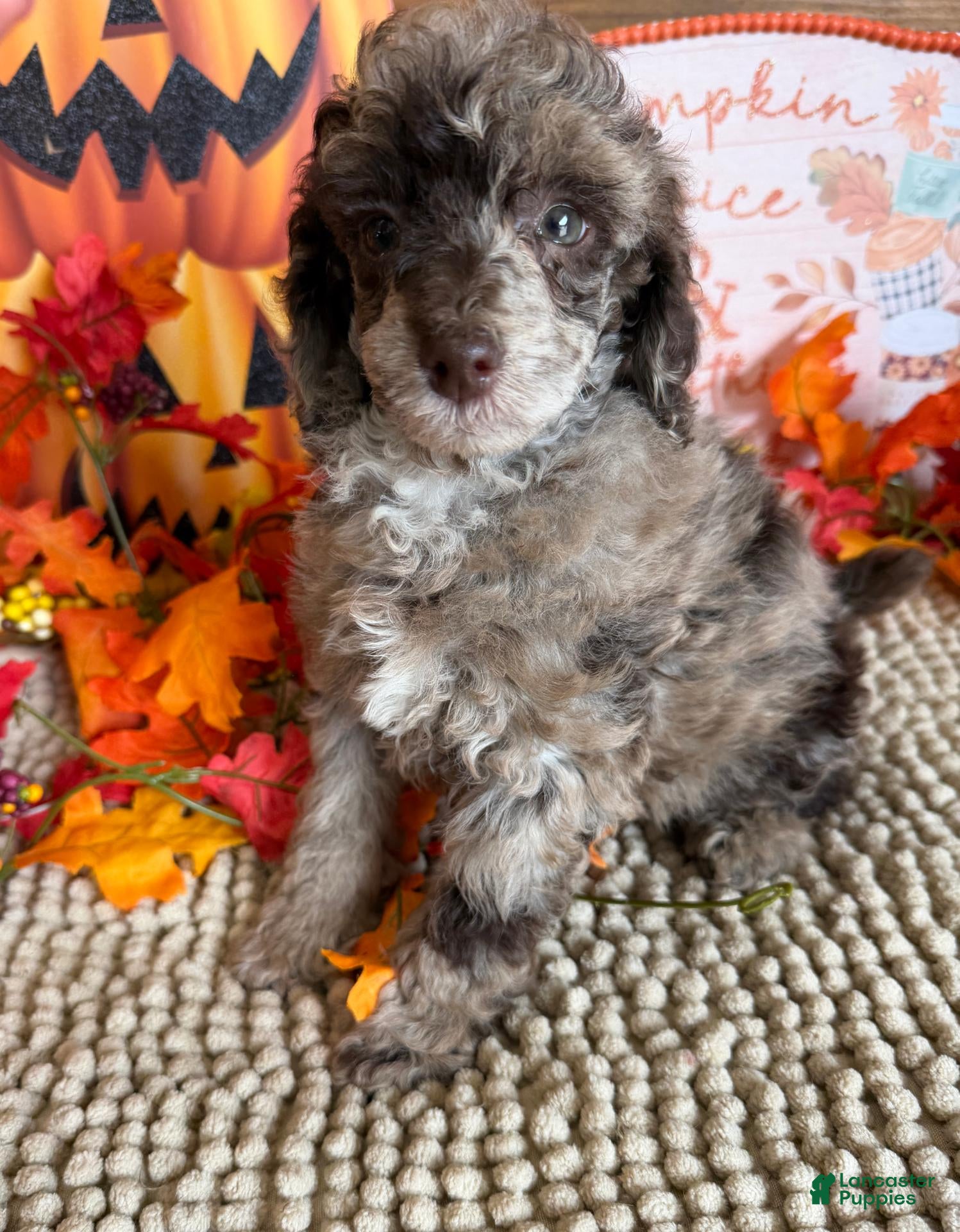Miniature Poodle dogs Chantilly - Ad 22