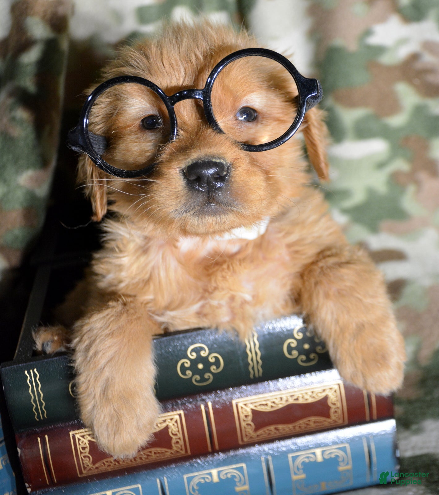 Golden Retriever dogs Golden Retriever Puppy 7 Gracie - Ad 14