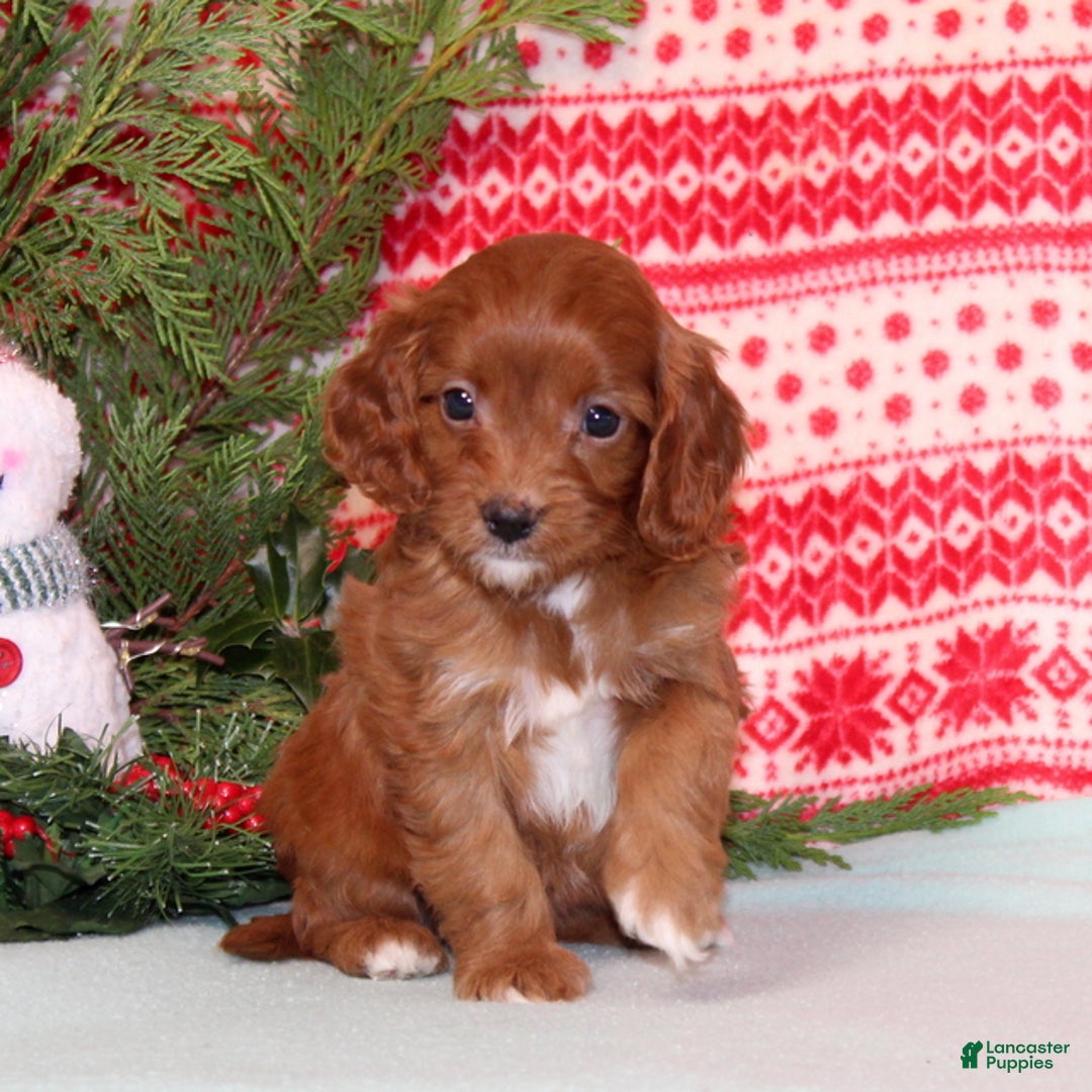 Cavapoo dogs for sale: Velvet - Ad 2