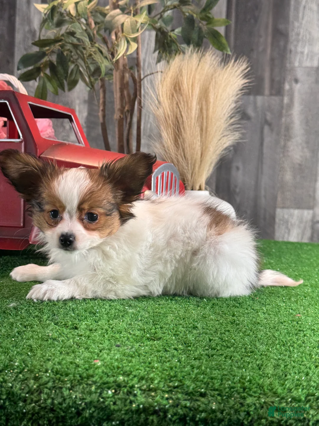 Papillon dogs for sale: Raina - Ad 1