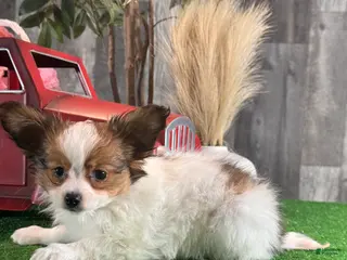 Papillon dogs Raina - Ad 13
