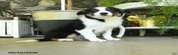 Border Collie dogs for sale: Kyle - Ad 3