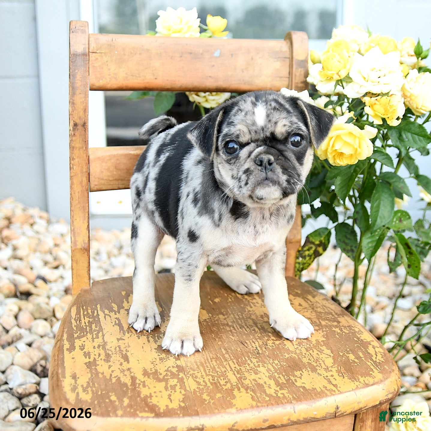 Pug dogs Wanda - Ad 2