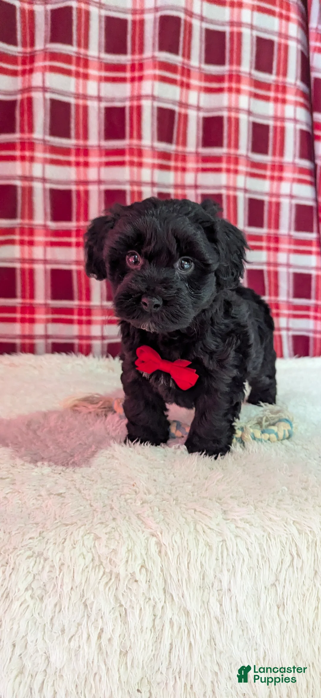 Yorkiepoo dogs for sale: Axel - Ad 10