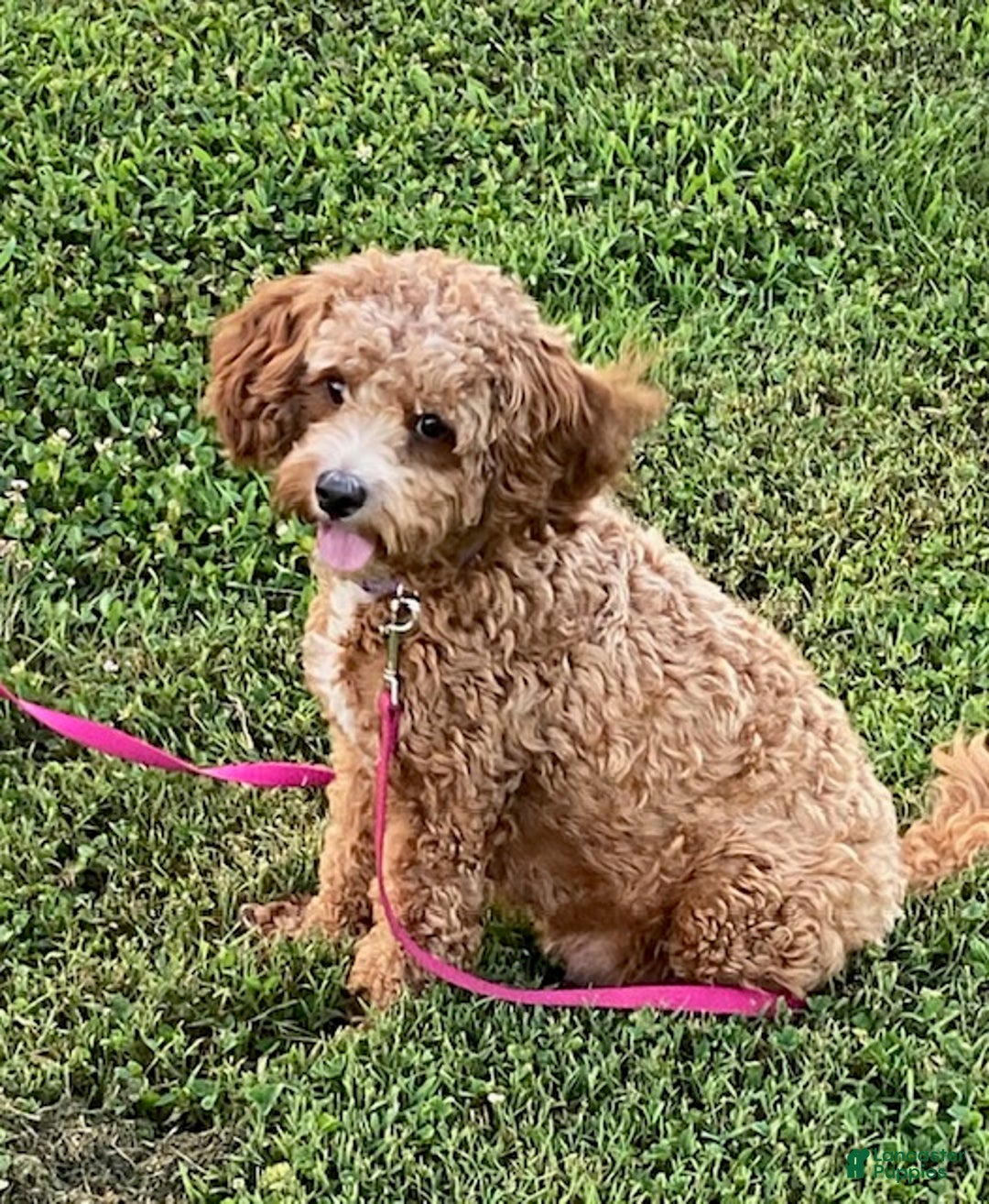 Cavapoo dogs for sale: Cavapoo Puppy 1 - Ad 6