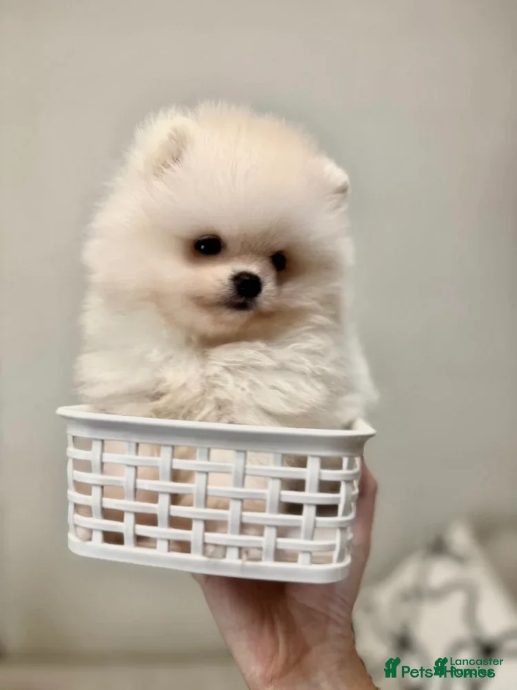 Pomeranian dogs Kayla - Ad 35