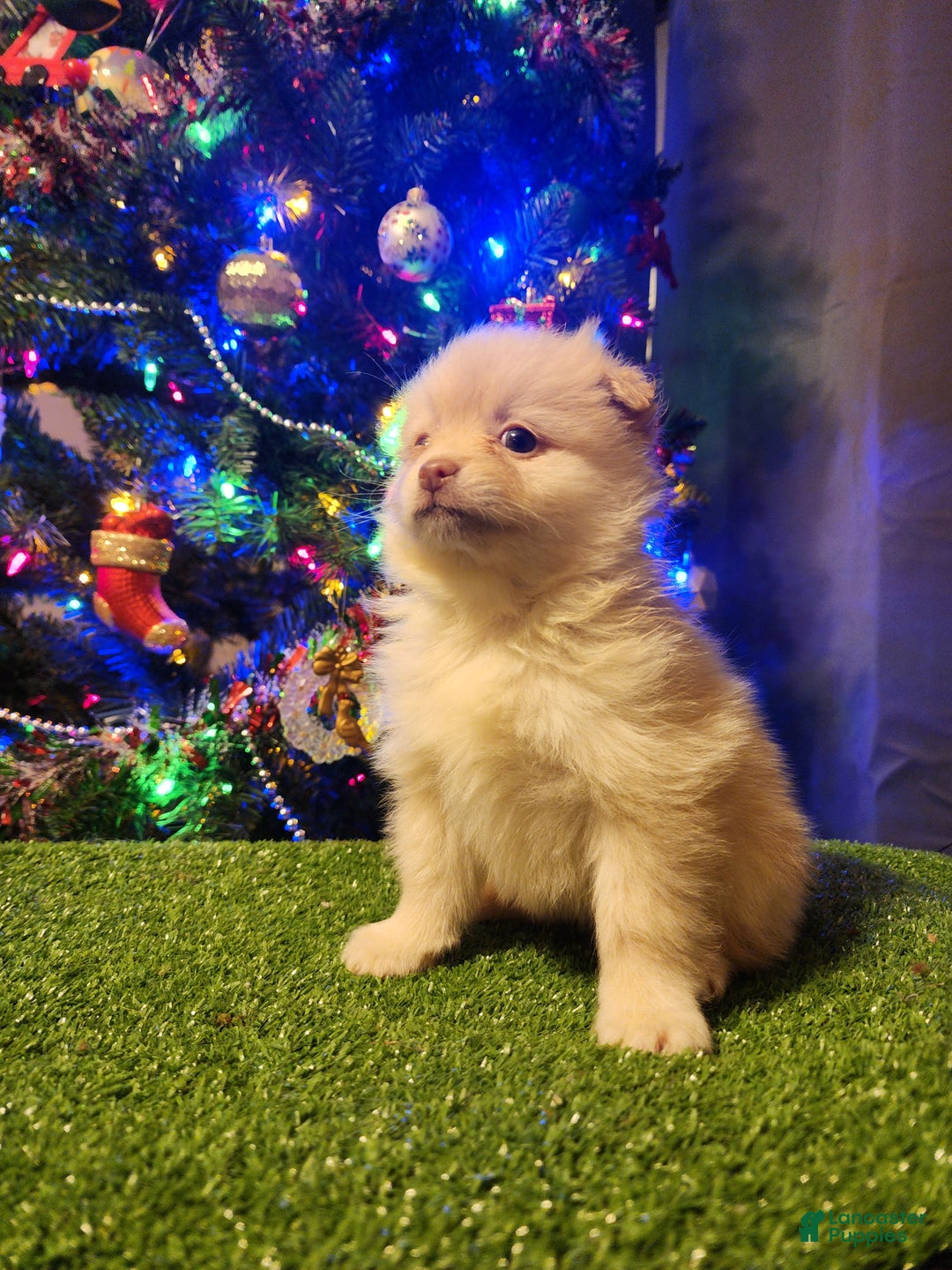 Pomeranian dogs for sale: Toby - Ad 12