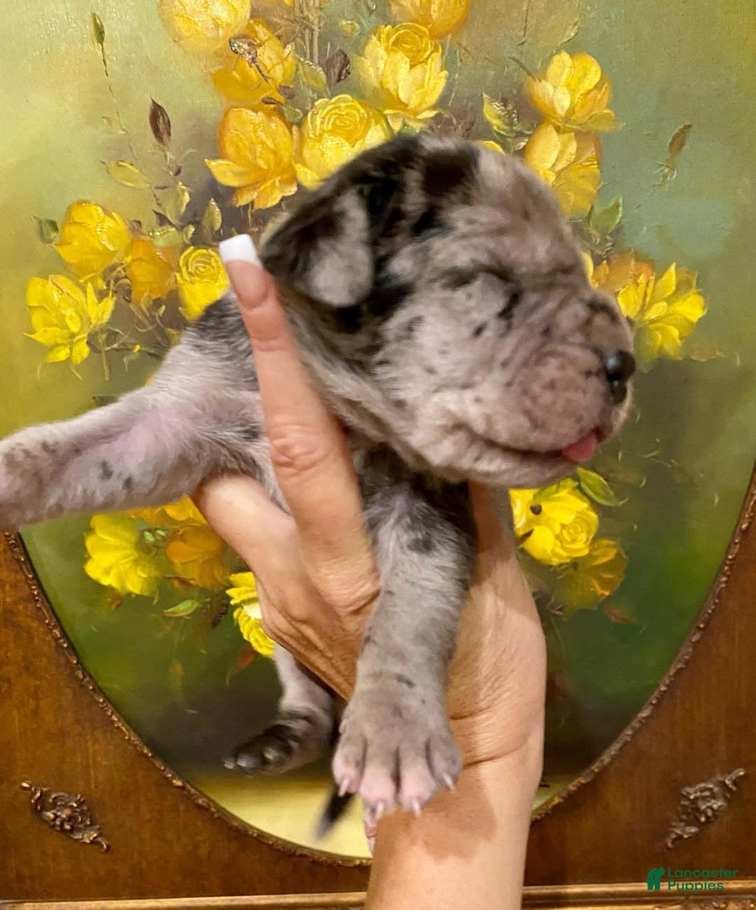 Great Dane dogs Carbon Creed's Oceanic Storm 🌊 - Ad 3