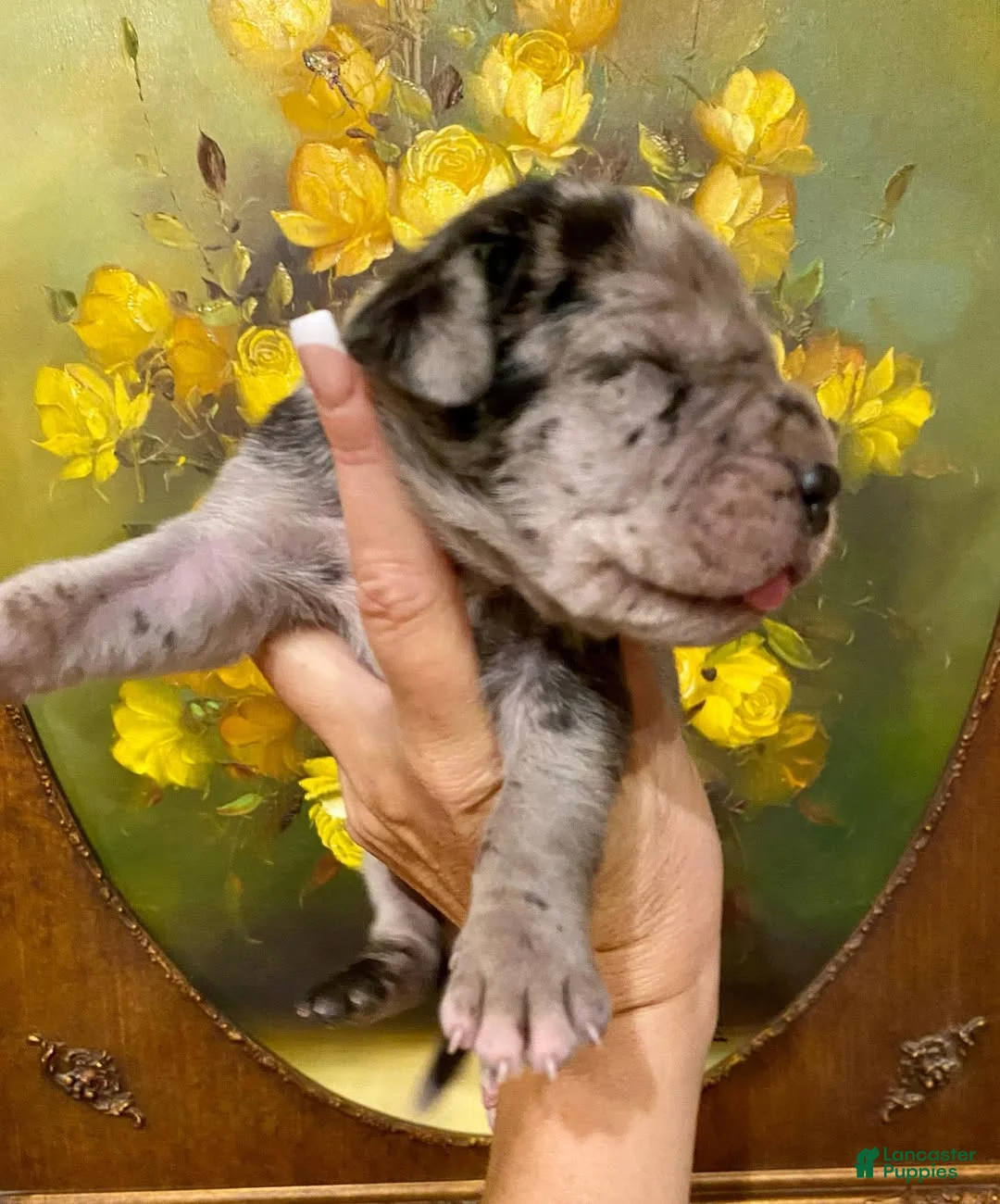 Great Dane dogs for sale: Carbon Creed's Oceanic Storm 🌊 - Ad 1