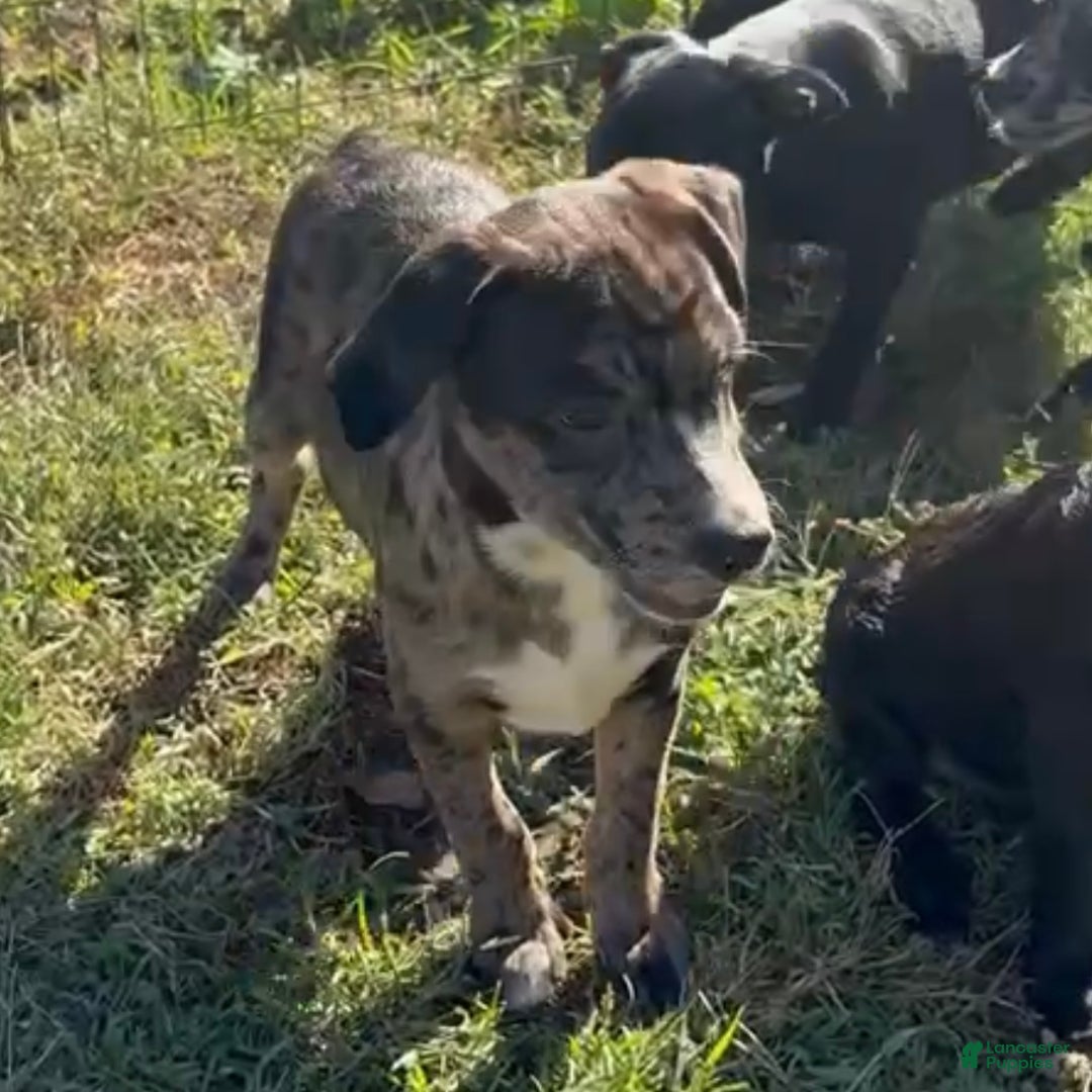 Mixed Breed dogs for sale: Rocco - Ad 1