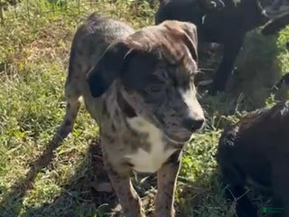 Mixed Breed dogs Rocco - Ad 31