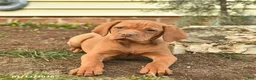 Vizsla dogs for sale: Lady  - Ad 4