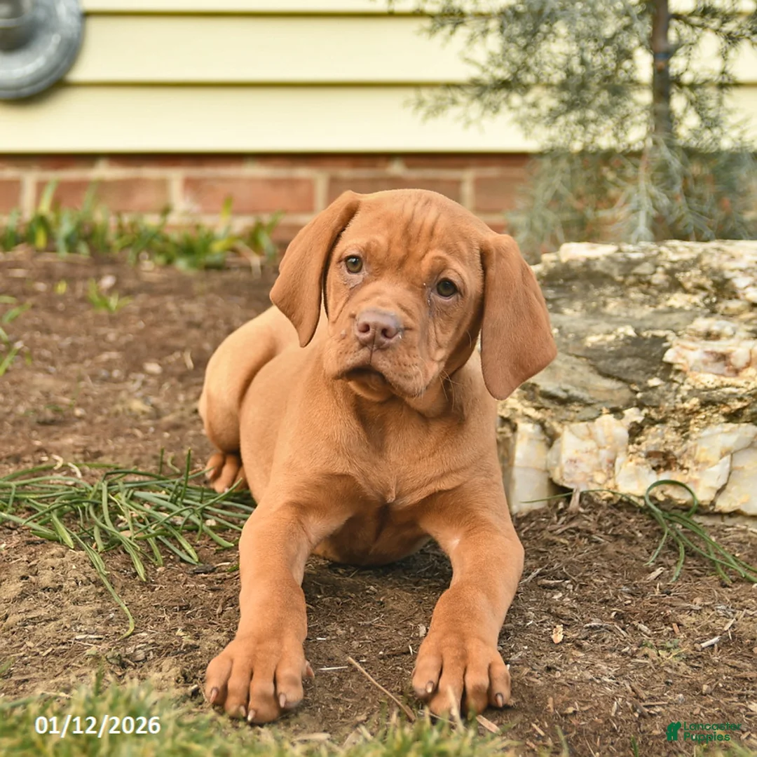 Vizsla dogs for sale: Lady  - Ad 4
