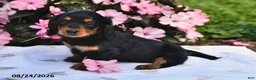 Miniature Dachshund dogs for sale: Sophie - Ad 3