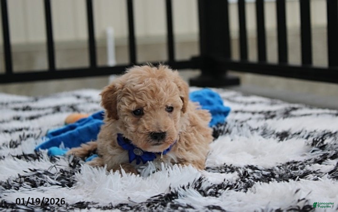 Bichpoo dogs for sale: Rolo - Ad 9