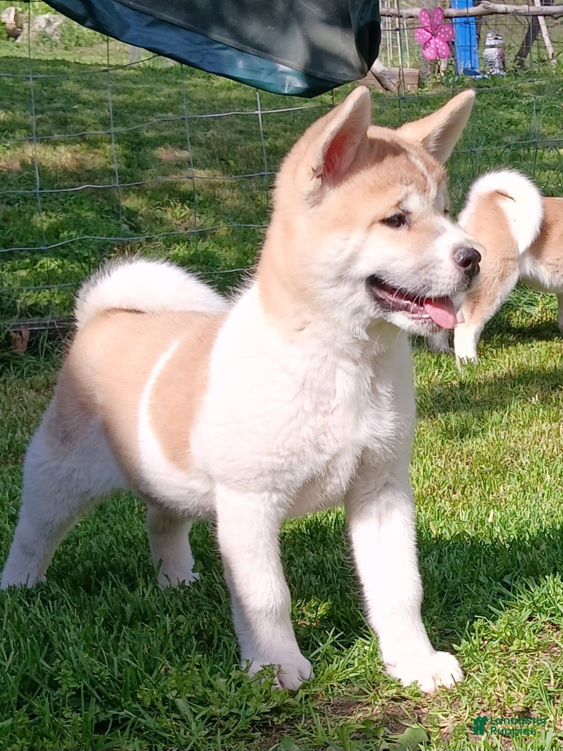 Akita dogs Willow - Ad 1