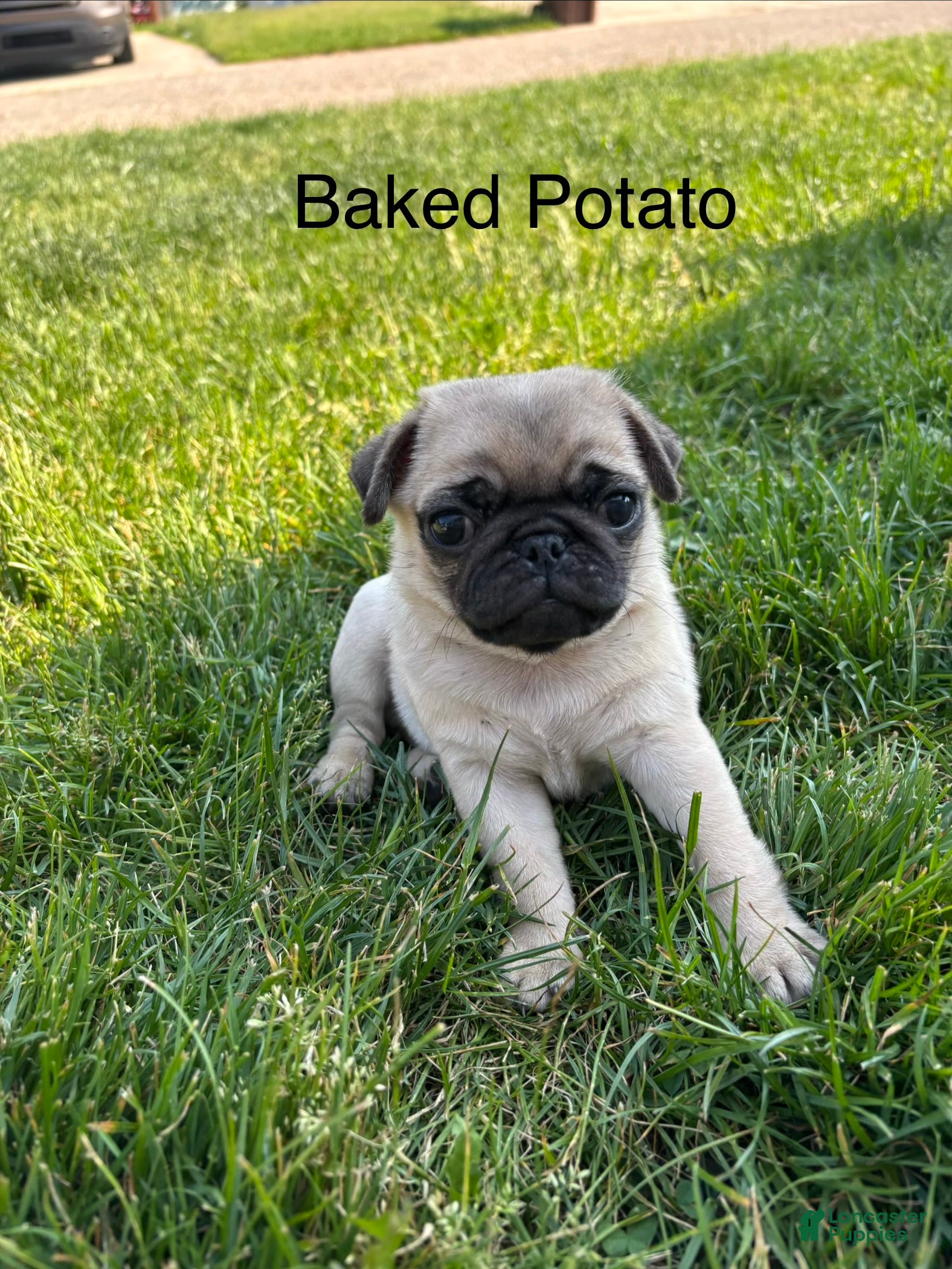 Pug dogs Baked Potato - Ad 26
