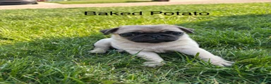 Baked Potato
