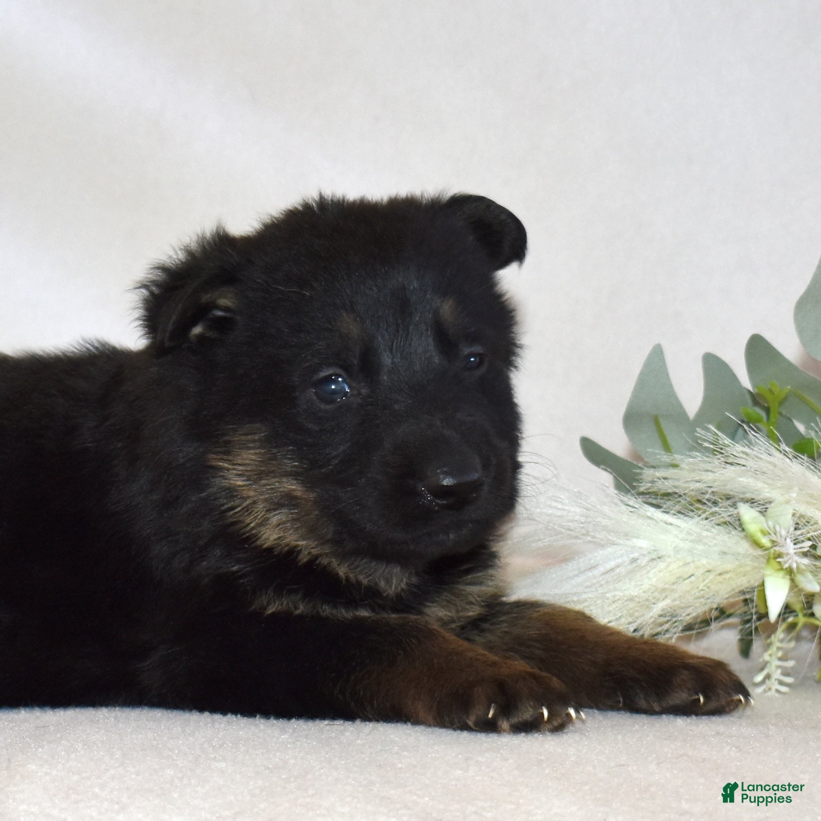 German Shepherd dogs Sage - Ad 2