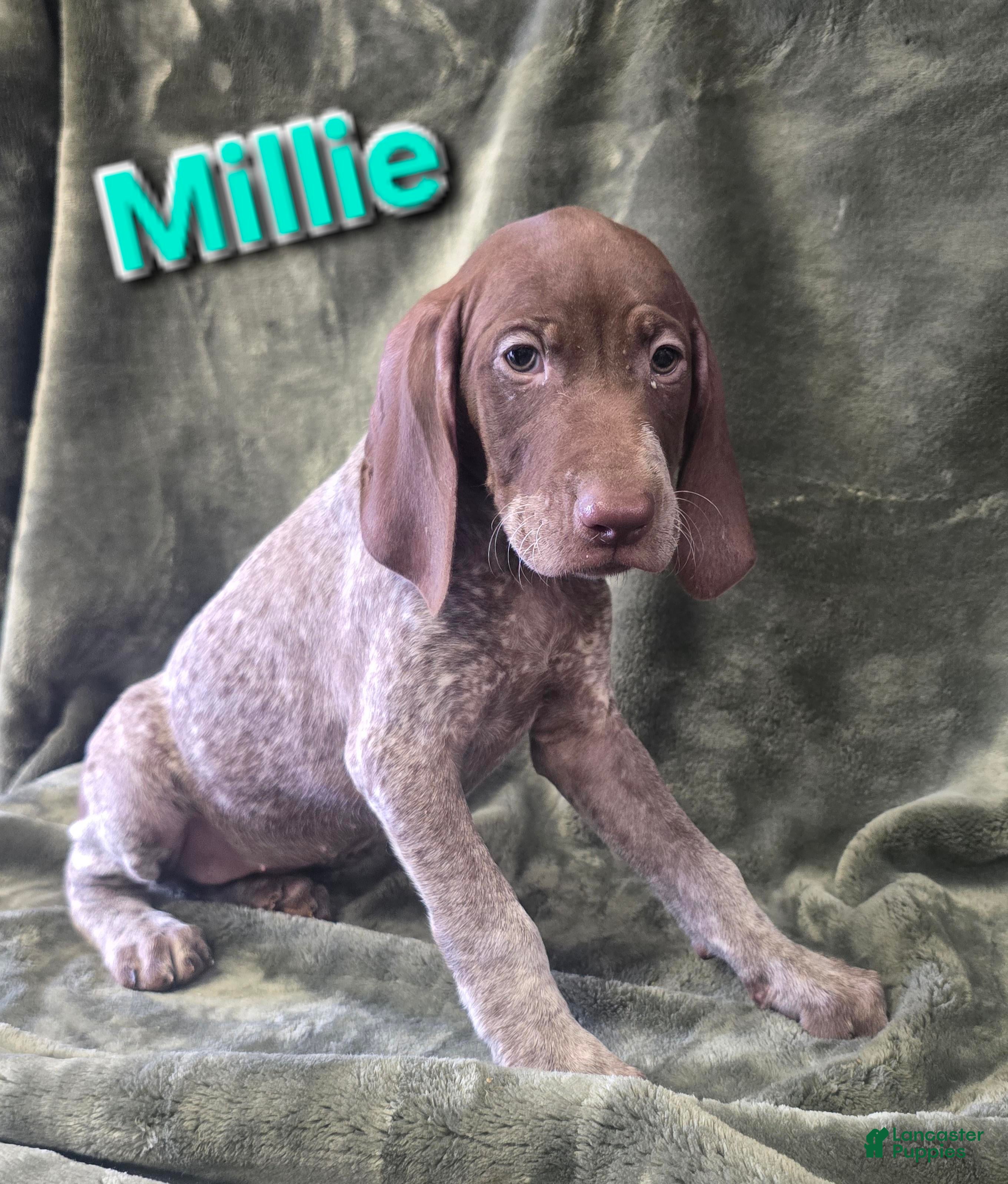 German Shorthaired Pointer dogs MILLIE - Ad 31