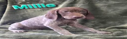 German Shorthaired Pointer dogs for sale: MILLIE - Ad 1