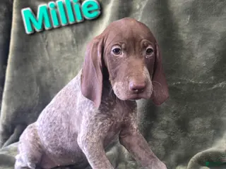 German Shorthaired Pointer dogs MILLIE - Ad 21