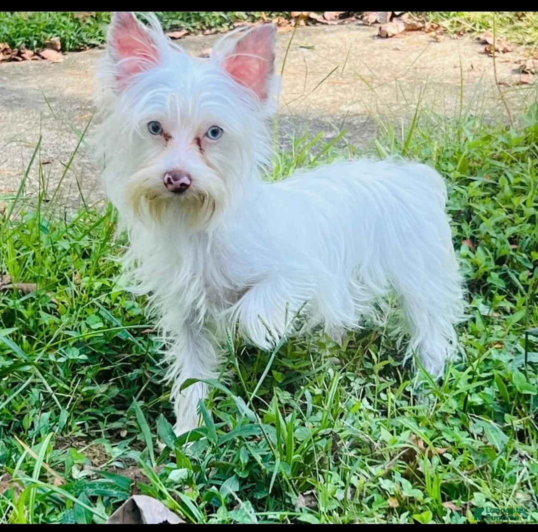 Yorkshire Terrier dogs for sale: Domino  - Ad 7