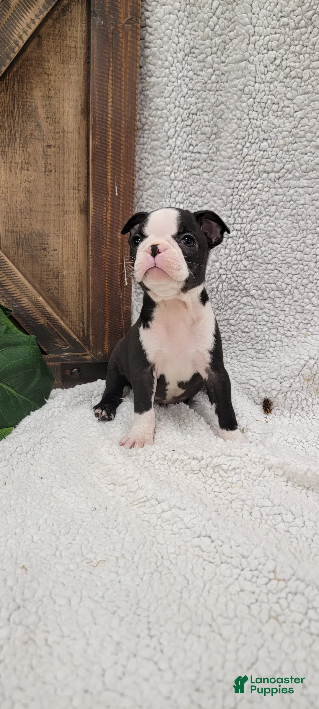Boston Terrier dogs for sale: Betsy - Ad 7