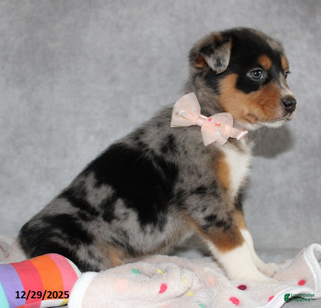 Mixed Breed dogs for sale: Ashley - Ad 4