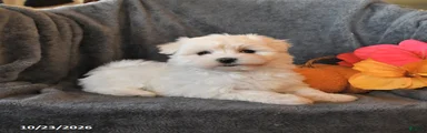 Finn