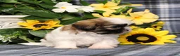 Shih Tzu dogs for sale: Tristin - Ad 4