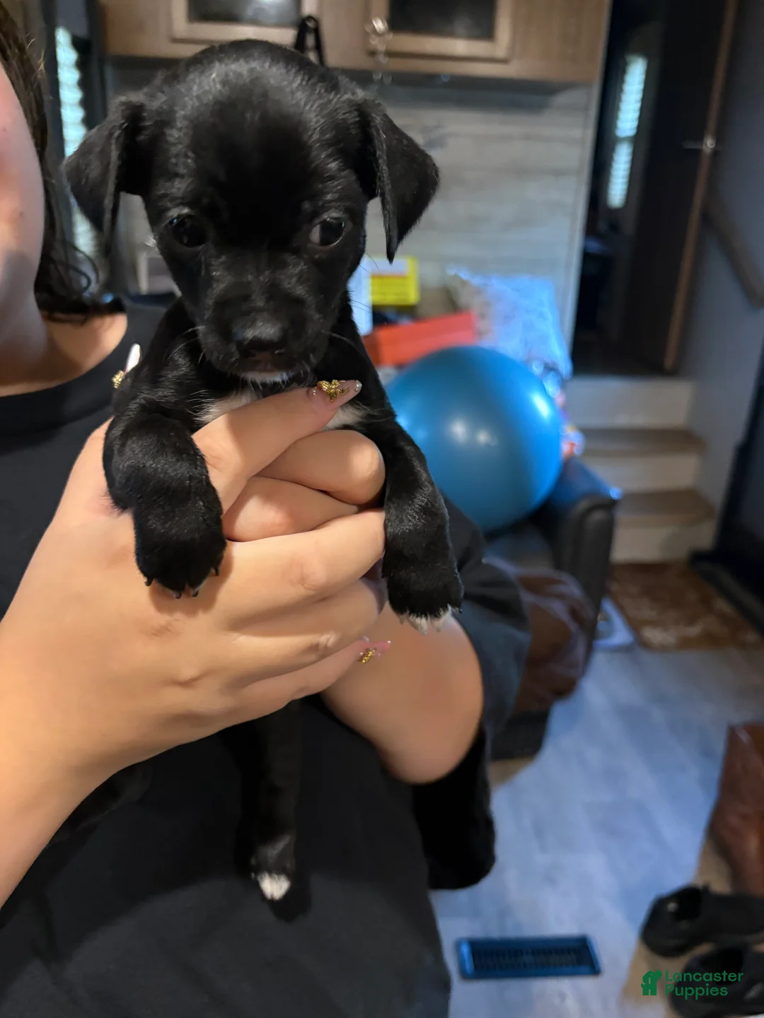 Chihuahua dogs for sale: Chihuahua Puppy 1 - Ad 2