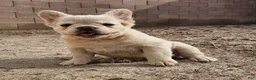 French Bulldog dogs for sale: French Bulldog Puppy 1 - Ad 8