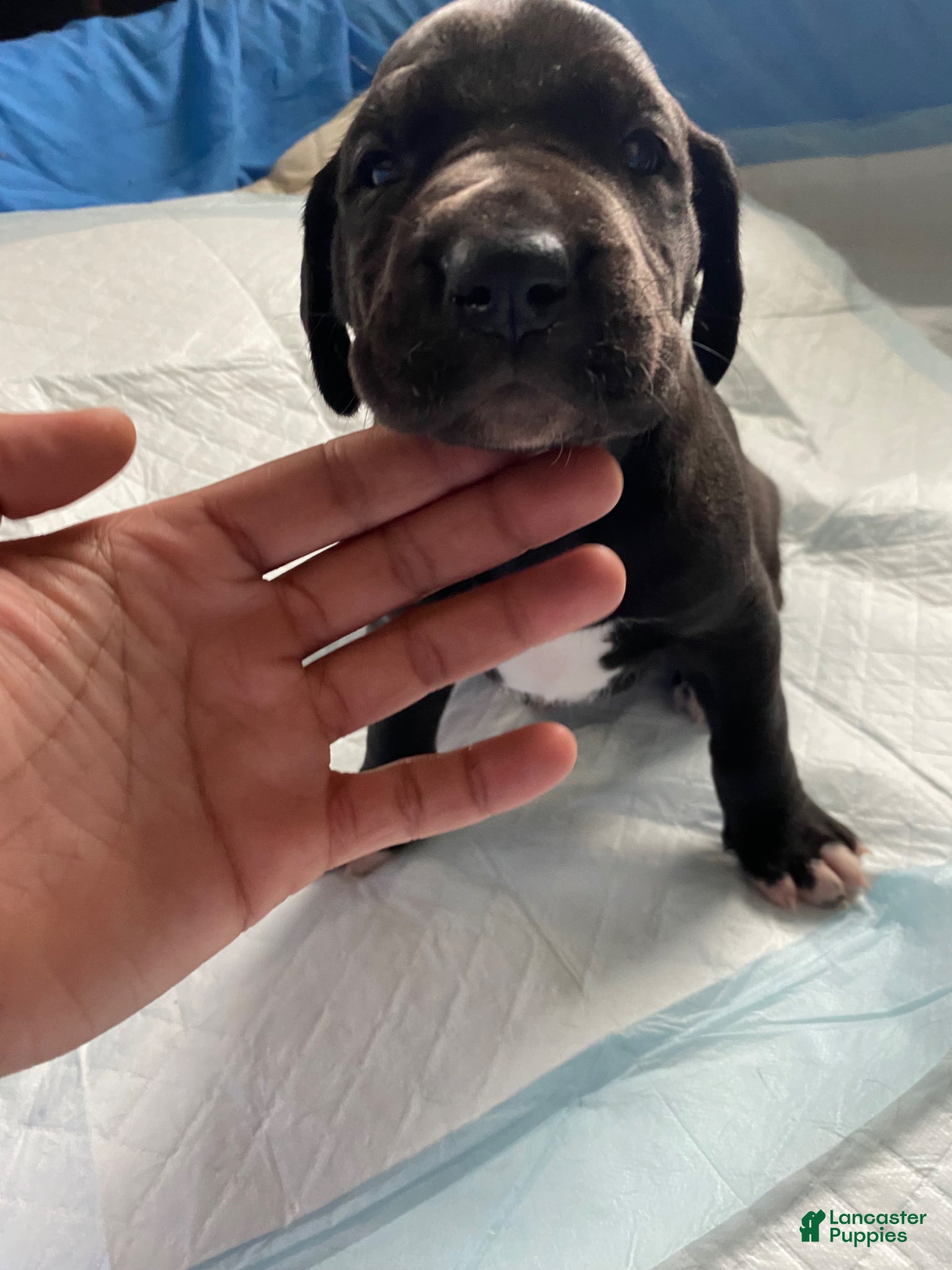 Great Dane dogs Olive🫒 - Ad 39