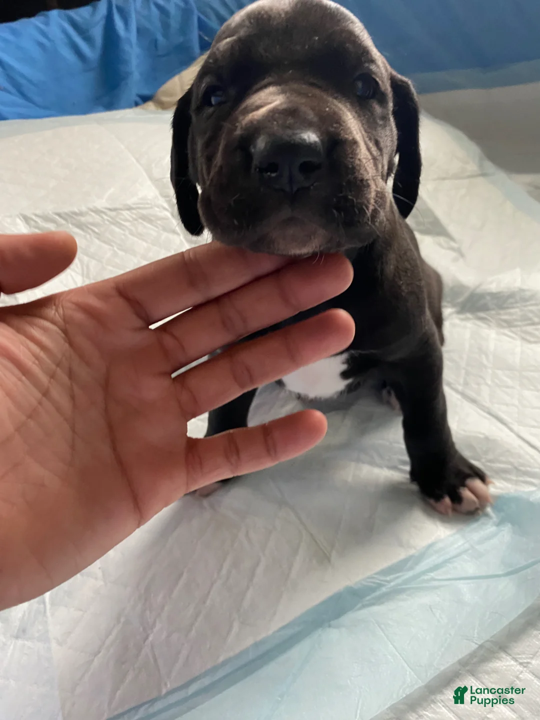 Great Dane dogs for sale: Olive🫒 - Ad 1