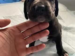 Great Dane dogs Olive🫒 - Ad 39