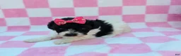 Maltipoo dogs for sale: Robin - Ad 4