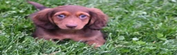 Miniature Dachshund dogs for sale: AKC Deon - Ad 9