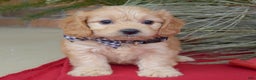 Cavachon dogs for sale: Conner - Ad 8