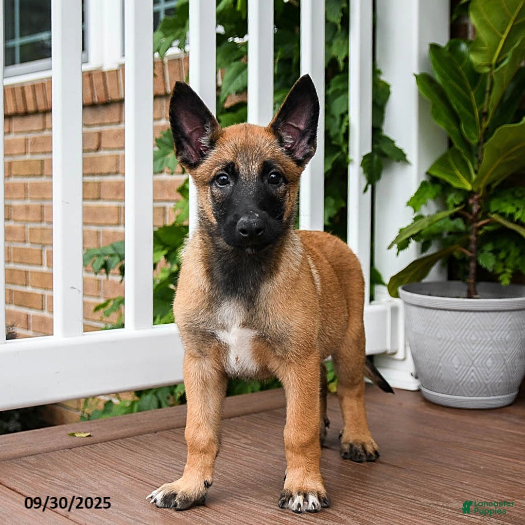 Mahogany Belgian Malinois Puppies for sale Lancaster Puppies
