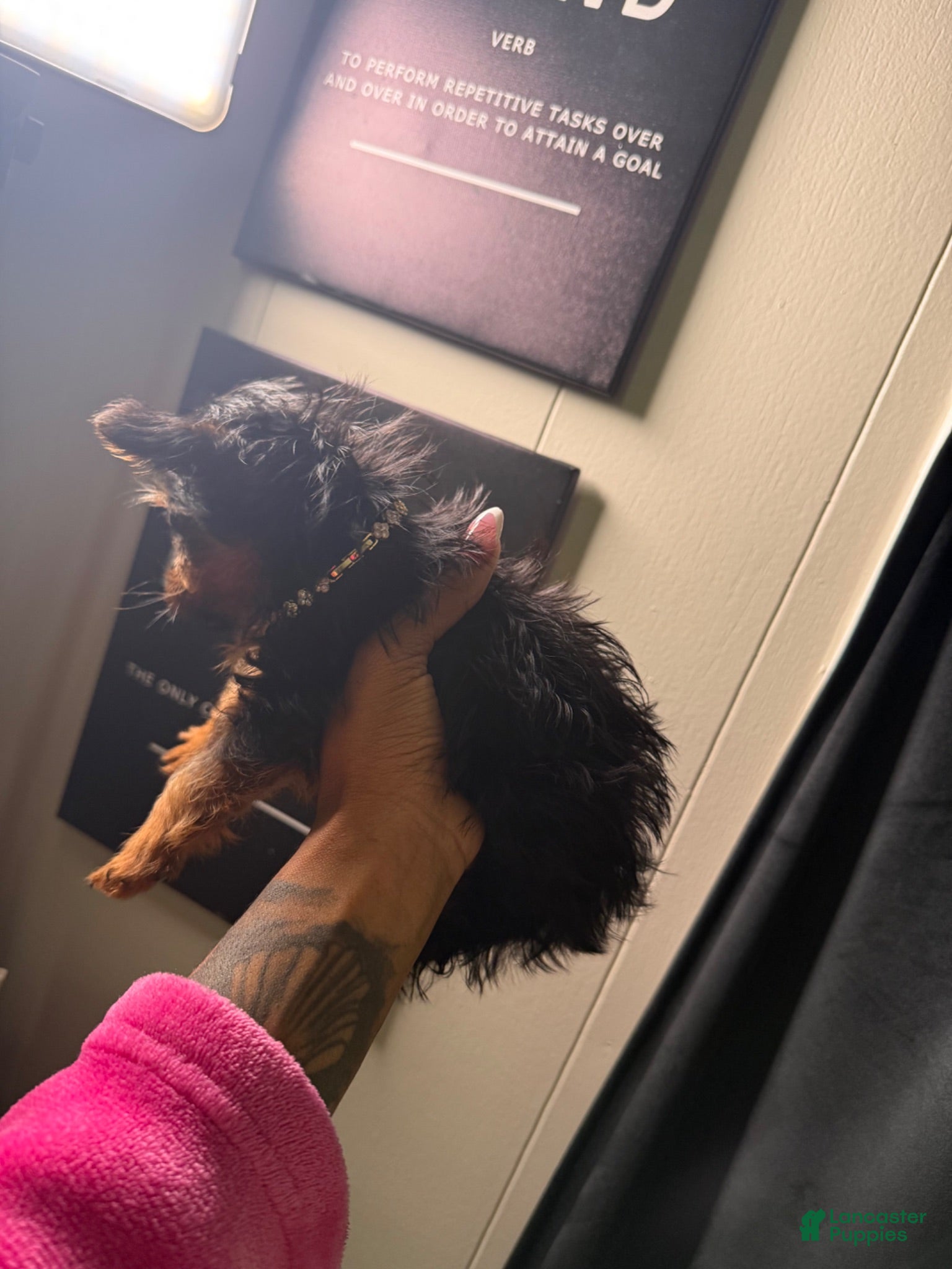 Yorkshire Terrier dogs Yorkshire Terrier 1 - Ad 2