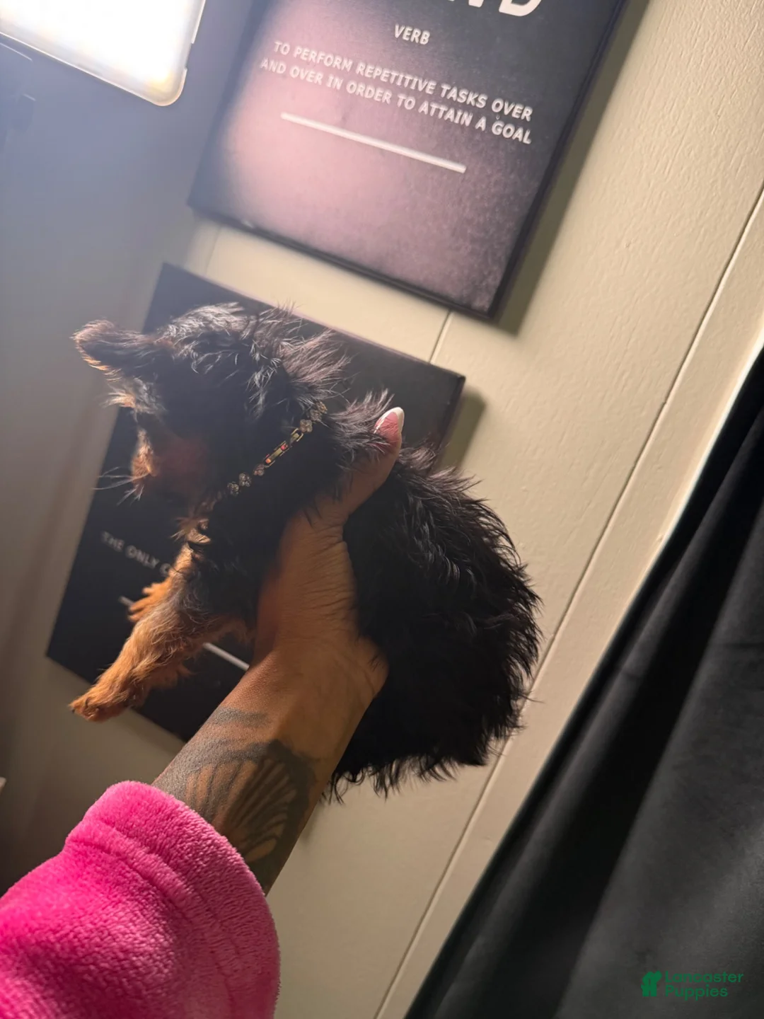 Yorkshire Terrier dogs for sale: Yorkshire Terrier 1 - Ad 1