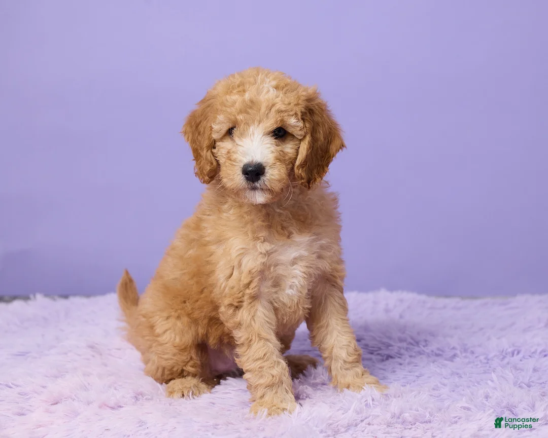 Mini Goldendoodle dogs for sale: Bella - Ad 2