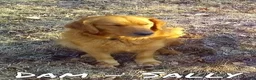 Golden Retriever dogs for sale: Evan - Ad 10