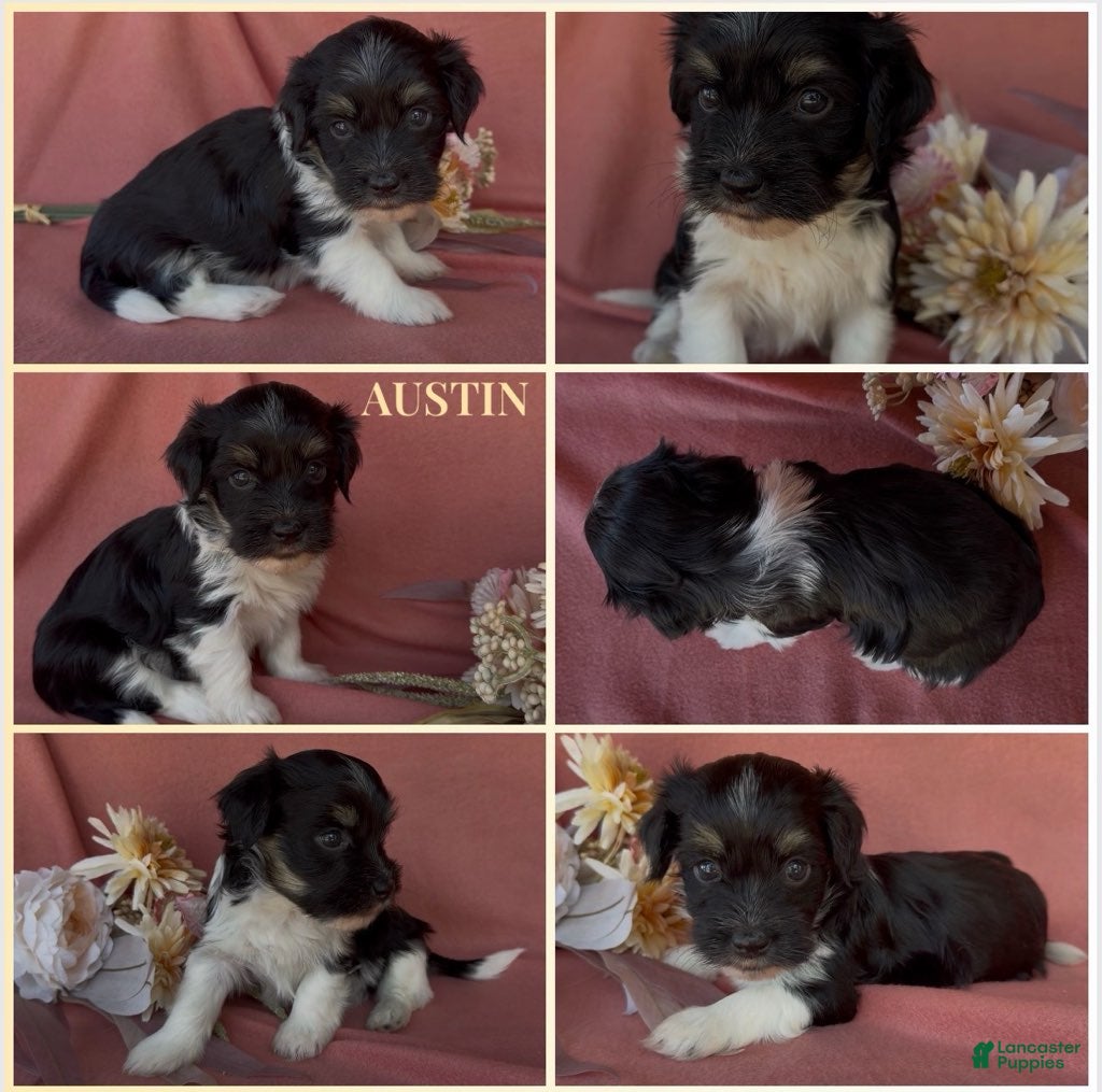 Havanese dogs for sale: Austin - Ad 1