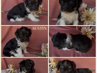 Havanese dogs Austin - Ad 2