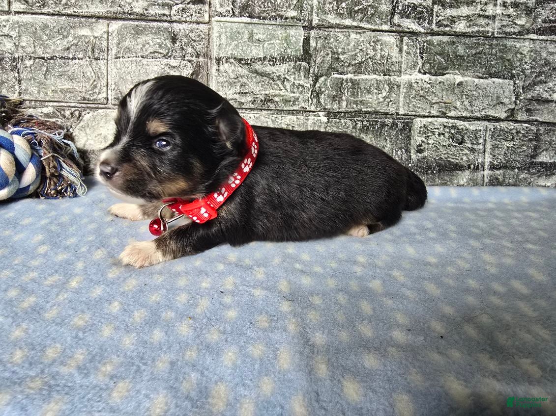 Toy Australian Shepherd dogs Boy 2 - Ad 1