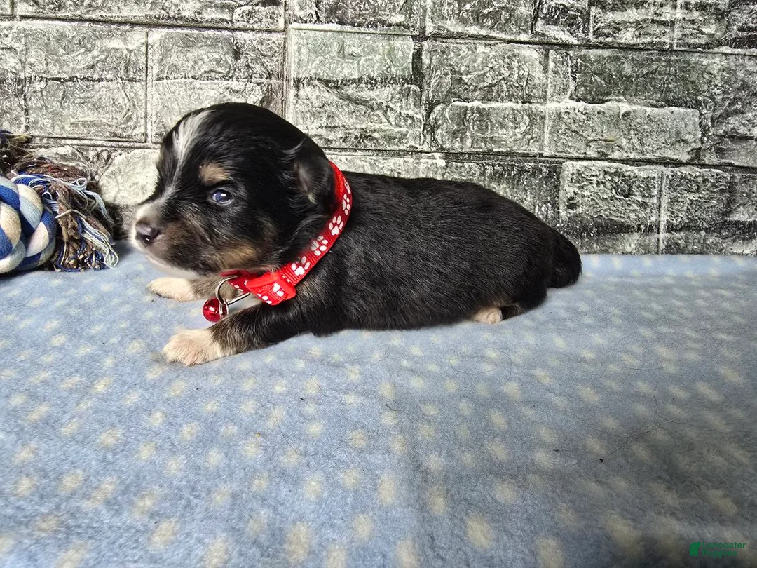 Toy Australian Shepherd dogs for sale: Boy 2 - Ad 1