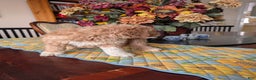 Goldendoodle dogs for sale: Bob - Ad 6