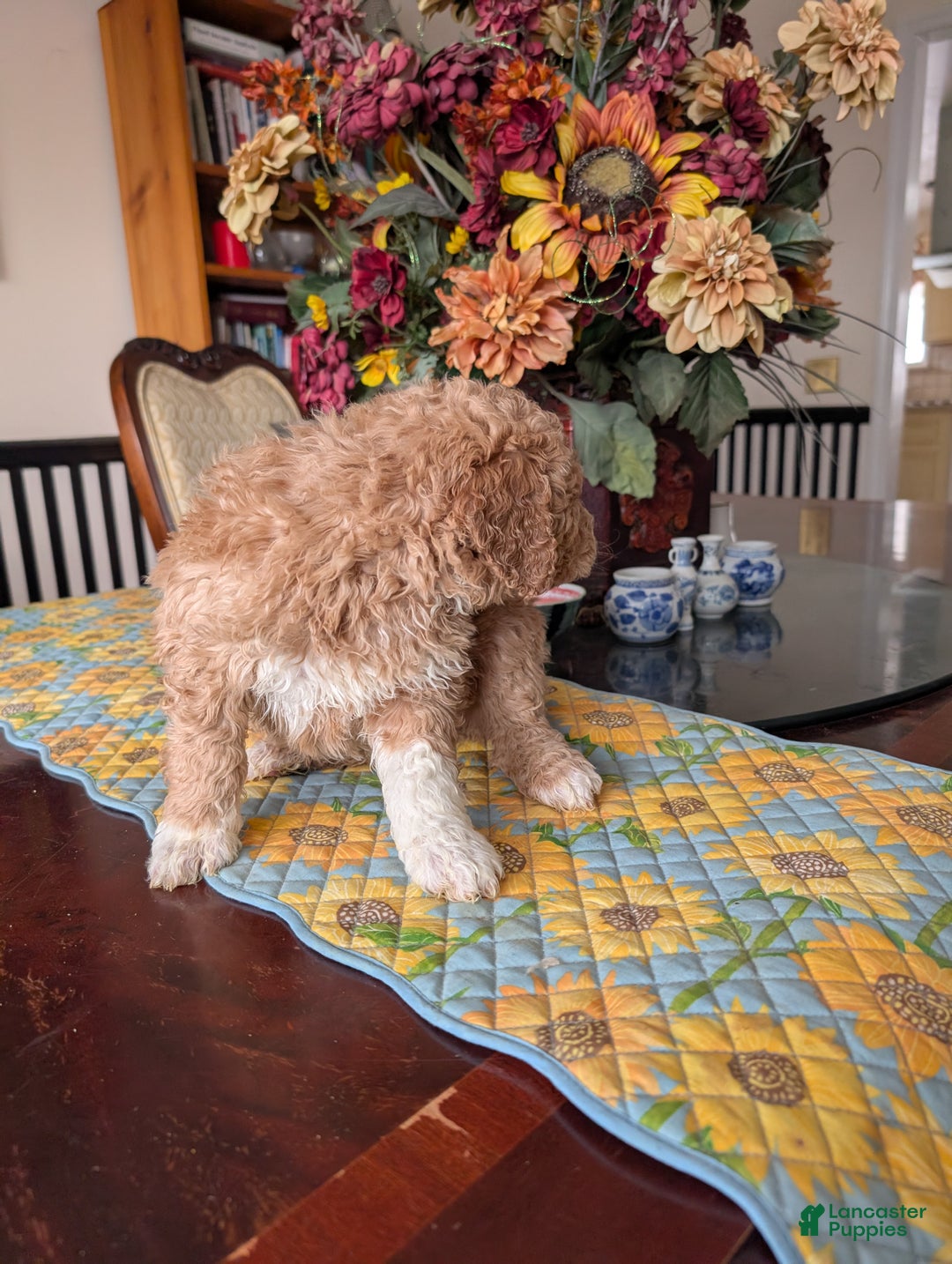 Goldendoodle dogs for sale: Bob - Ad 6